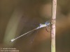 Šídlatka páskovaná (Vážky), les (Odonata)